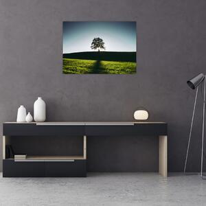 Obraz přírody - strom (70x50 cm)