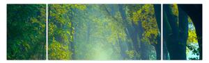 Obraz cesty lemované stromy (170x50 cm)