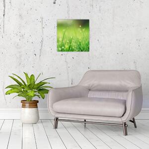 Obraz - rosa na trávě (30x30 cm)