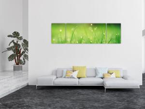Obraz - rosa na trávě (170x50 cm)