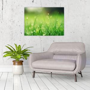 Obraz - rosa na trávě (70x50 cm)