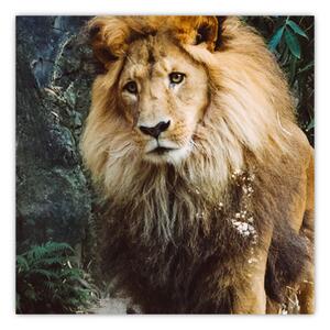 Obraz lva v přírodě (30x30 cm)