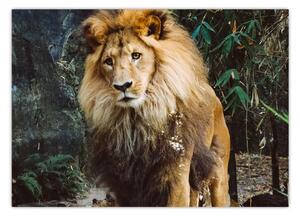 Obraz lva v přírodě (70x50 cm)
