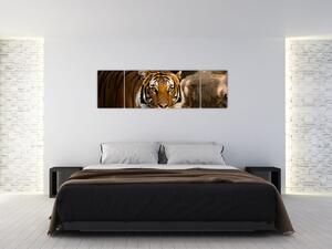 Obraz tygra (170x50 cm)
