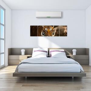 Obraz tygra (170x50 cm)