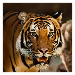 Obraz tygra (30x30 cm)