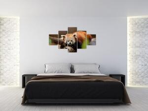Obraz pandy červené (125x70 cm)