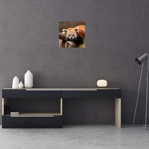 Obraz pandy červené (30x30 cm)