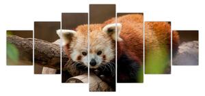 Obraz pandy červené (210x100 cm)