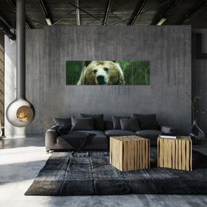 Obraz medvěda (170x50 cm)