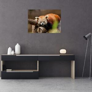 Obraz pandy červené (70x50 cm)