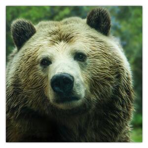 Obraz medvěda (30x30 cm)