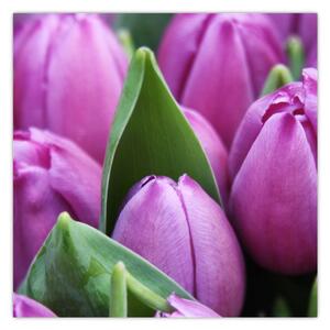 Obraz - květy tulipánů (30x30 cm)