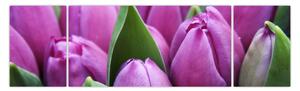 Obraz - květy tulipánů (170x50 cm)