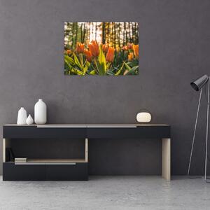 Obraz - květy tulipánů (70x50 cm)
