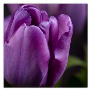 Obraz květů tulipánů (30x30 cm)