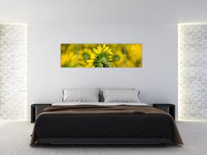 Obraz slunečnice (170x50 cm)