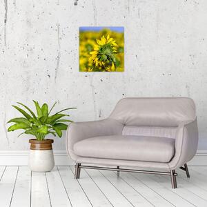 Obraz slunečnice (30x30 cm)