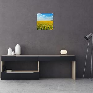 Obraz - lán slunečnic (30x30 cm)