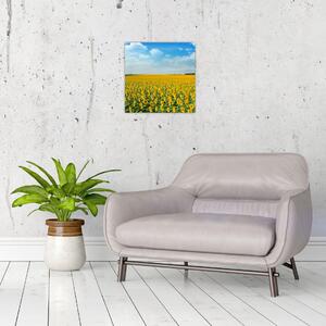 Obraz - lán slunečnic (30x30 cm)