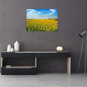 Obraz - lán slunečnic (70x50 cm)