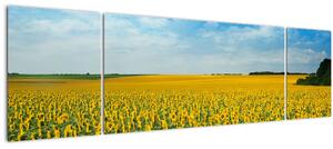 Obraz - lán slunečnic (170x50 cm)