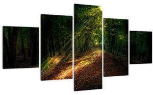 Obraz lesní cesty (125x70 cm)