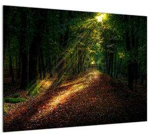Obraz lesní cesty (70x50 cm)