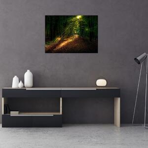 Obraz lesní cesty (70x50 cm)