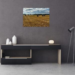 Obraz sklizeného obilného pole (70x50 cm)