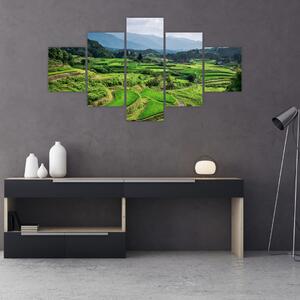 Obraz rýžových polí (125x70 cm)