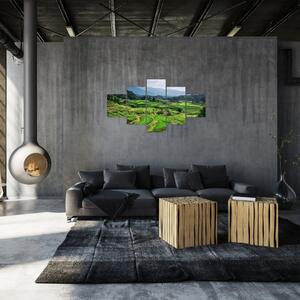 Obraz rýžových polí (125x70 cm)