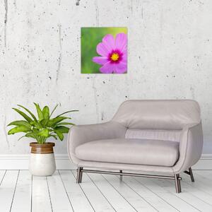 Obraz - luční květina (30x30 cm)