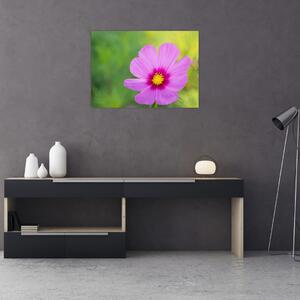 Obraz - luční květina (70x50 cm)