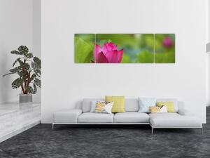 Obraz - vodní rostlina (170x50 cm)