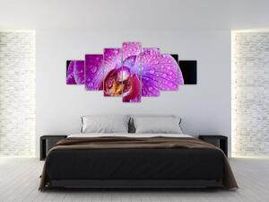 Detailní obraz květu orchideje (210x100 cm)