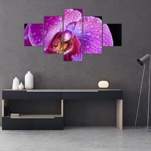 Detailní obraz květu orchideje (125x70 cm)
