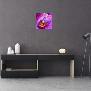 Detailní obraz květu orchideje (30x30 cm)