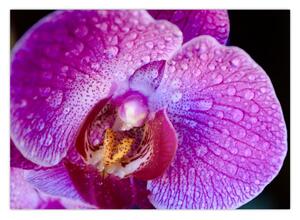 Detailní obraz květu orchideje (70x50 cm)