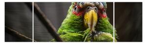 Obraz papouška (170x50 cm)