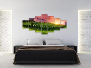 Obraz vinohradu s barevným nebem (210x100 cm)