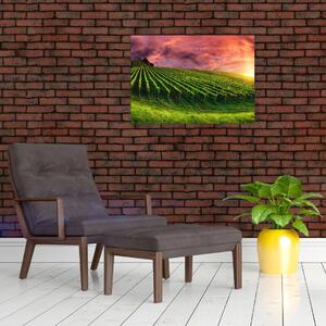 Obraz vinohradu s barevným nebem (70x50 cm)