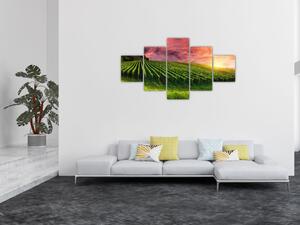 Obraz vinohradu s barevným nebem (125x70 cm)