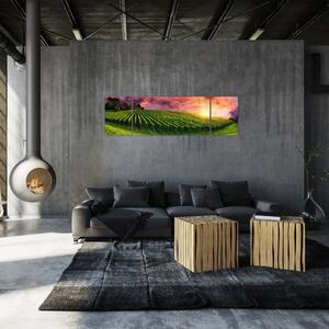 Obraz vinohradu s barevným nebem (170x50 cm)