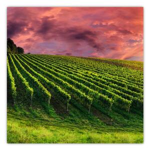 Obraz vinohradu s barevným nebem (30x30 cm)
