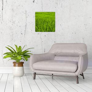 Obraz trávy (30x30 cm)