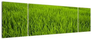 Obraz trávy (170x50 cm)