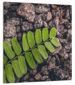 Obraz zelené rostliny (30x30 cm)