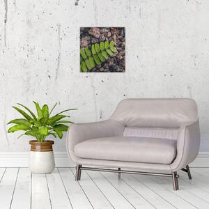 Obraz zelené rostliny (30x30 cm)