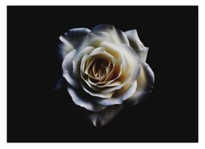 Obraz bílé růže (70x50 cm)